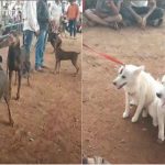 ckd dog show