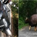 collage ckm kona