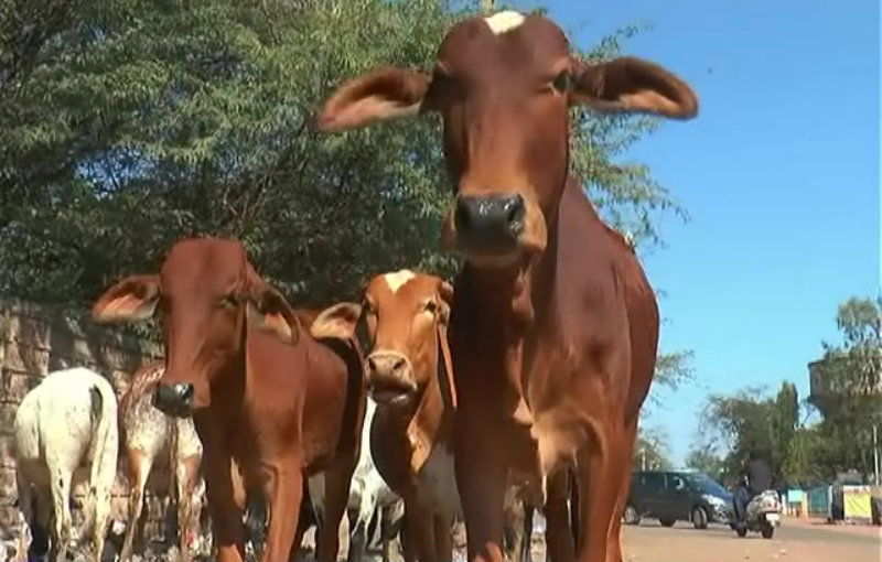 cow