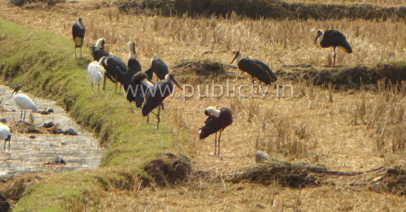 kpl birds 1