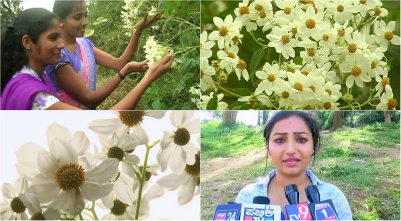 mdk kaadu mallige