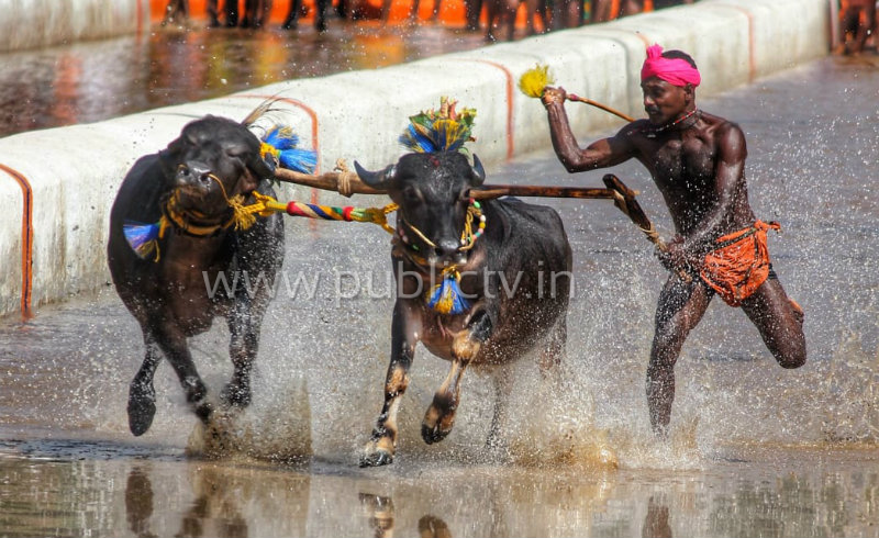 mng kambala