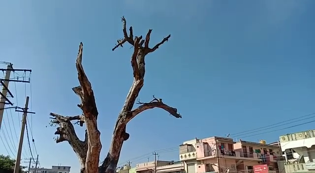 nml tree 1