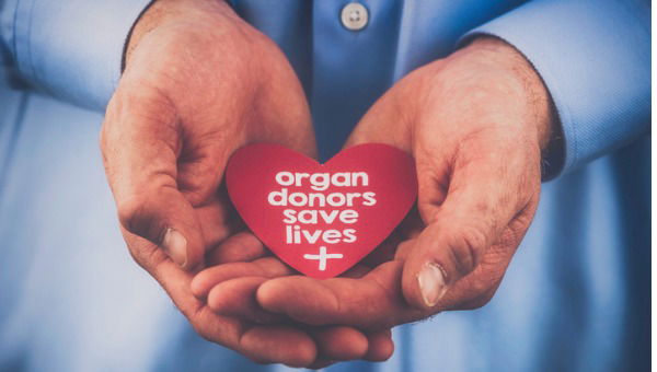 organ