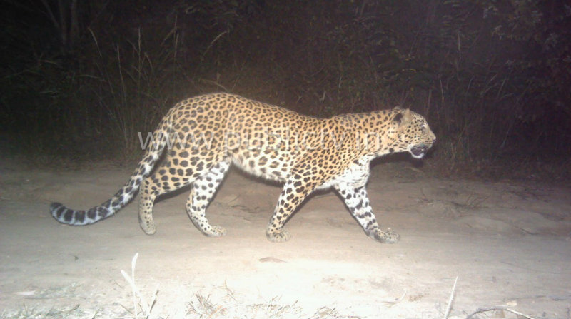 tmk cheetah 1