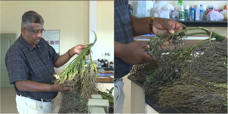 Areca Farmers 2