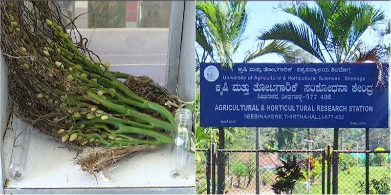 Areca Farmers 4
