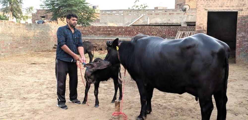 Buffalo Saraswati D