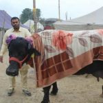 Buffalo Saraswati Main 1