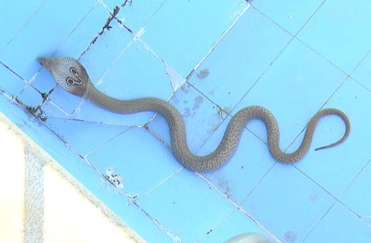CKB SNAKE 2