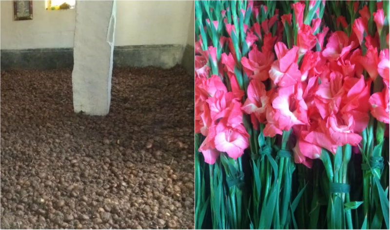 CKB Gladiolus Corms B