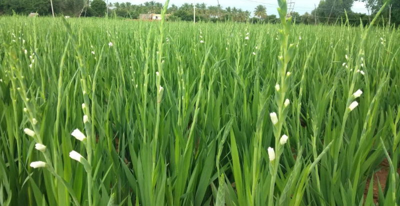 CKB Gladiolus Corms C