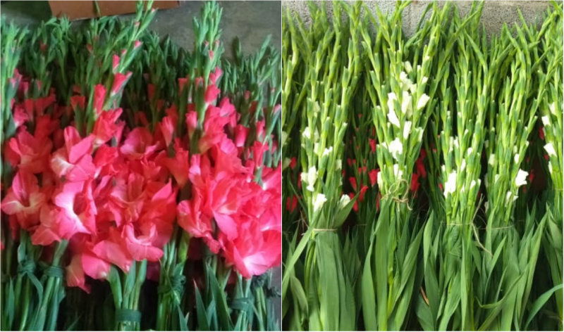 CKB Gladiolus Corms E