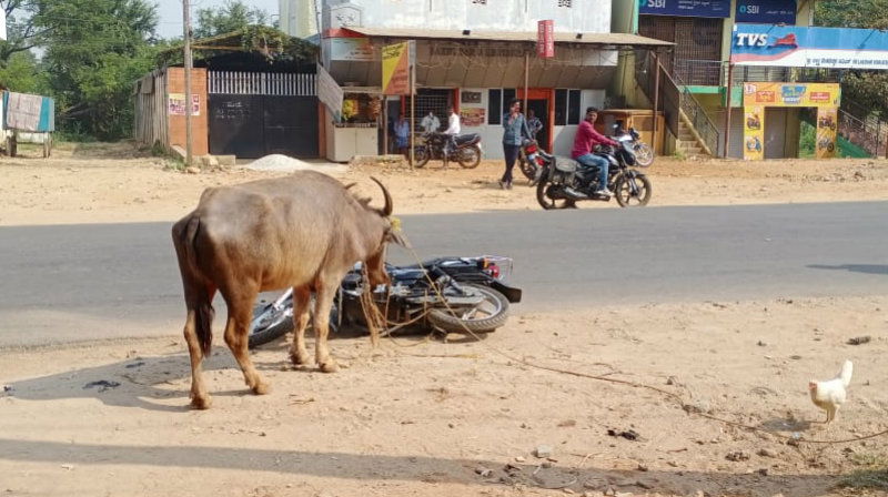 Chikmagalur buffalo