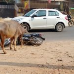 Chikmagalur buffalo2
