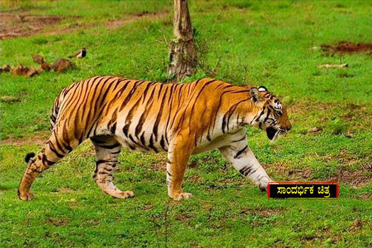 Tiger 1 copy
