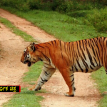 Tiger 2 copy