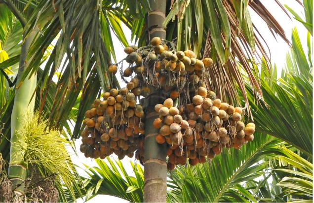 areca