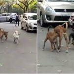 bbmp dogs f