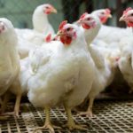 chickens