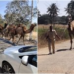 ckb camel collage