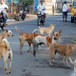 dogs 1