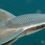 karwar Fish