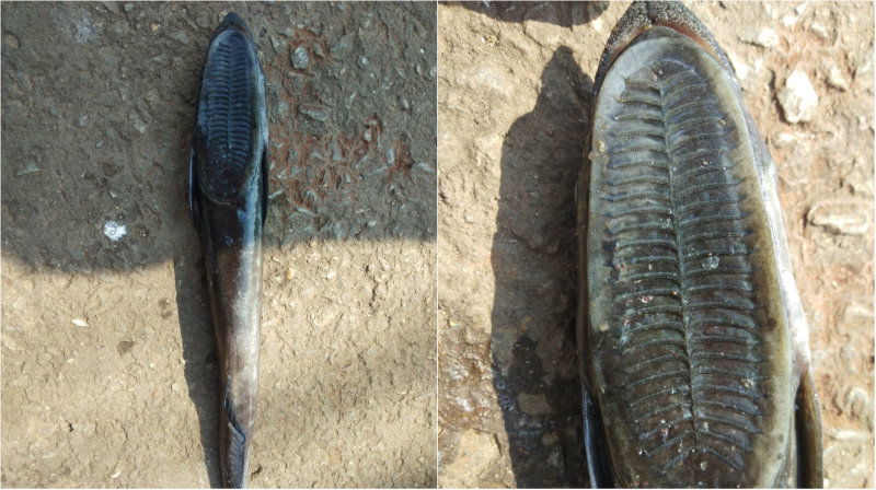 karwar Fish2