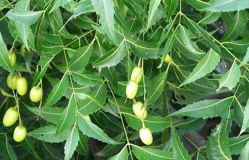 neem leaves 500x500 1