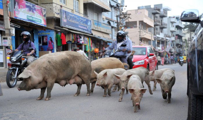 pigs 1