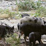 pigs