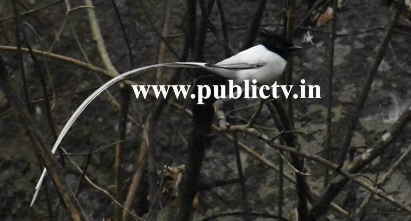 tmk bird 1