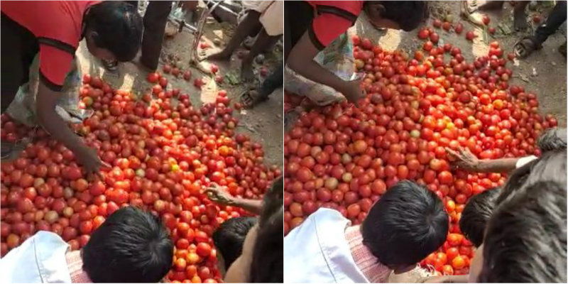 tomato Price