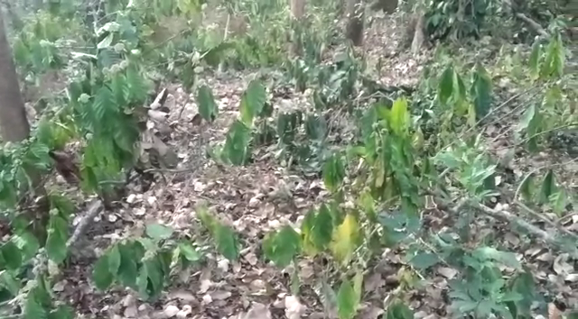 CKM Coffee Plant 2