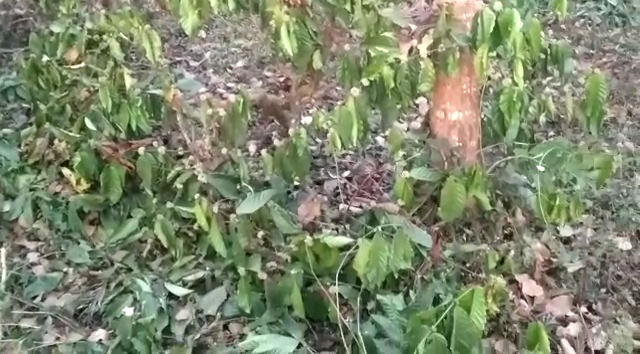 CKM Coffee Plant 3