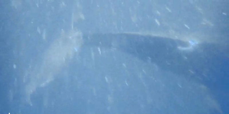 KWR FISH 1