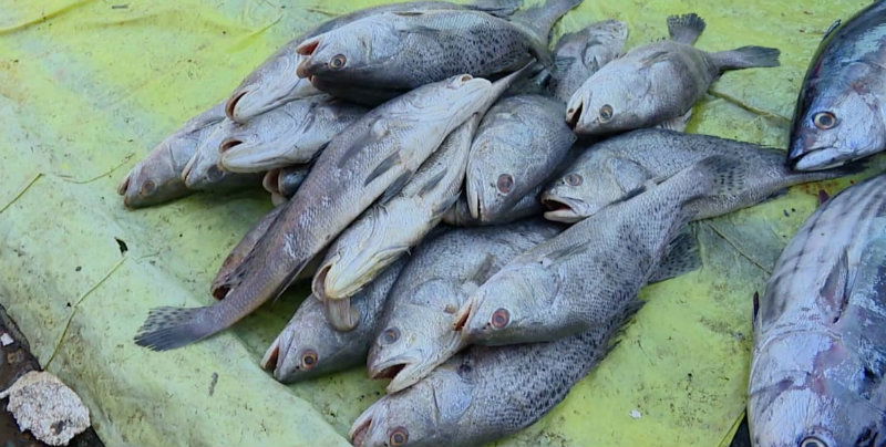 MNG CORONA FISH AV
