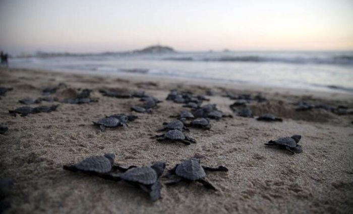 Olive Ridley 5e7eff393f9d1