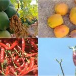 RCR Farmers