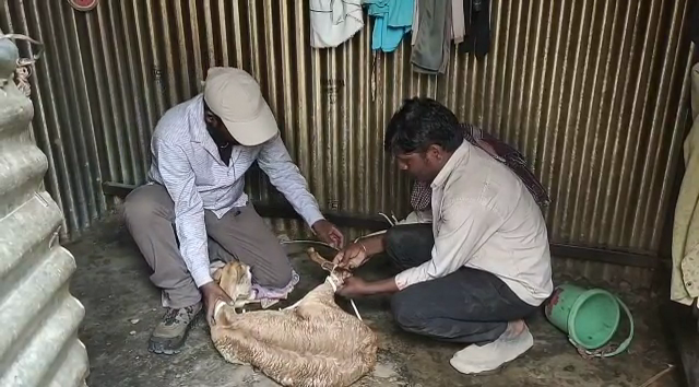 black buck