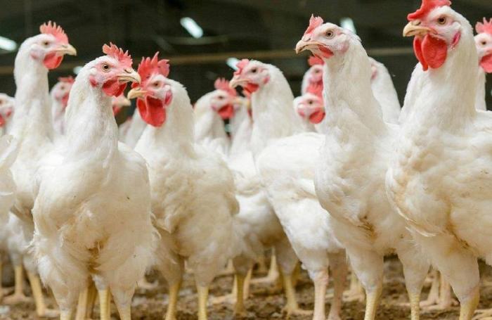 chicken