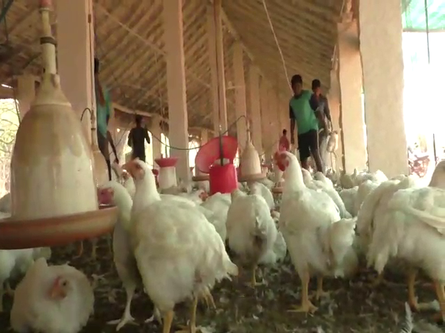 ckb chicken 1