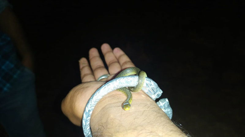 dwd snake 1