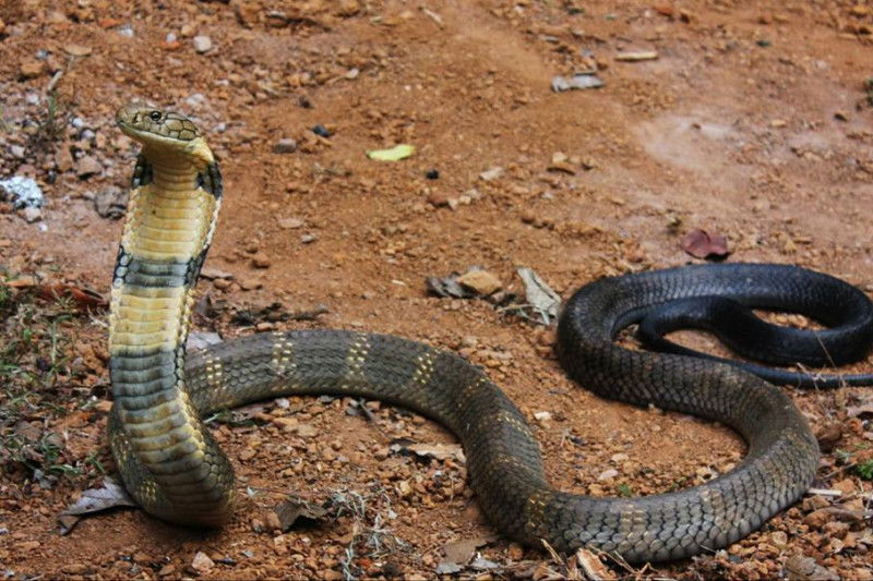 king cobra