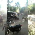 lion on road