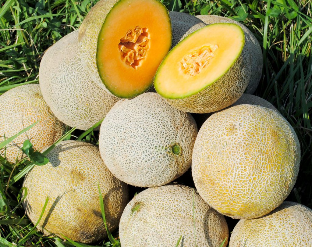 melon edisto 47 d8ddd10aeaff1f9af0dd64ac6898da30