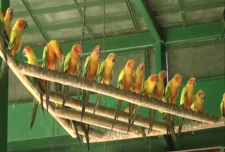 mys swamiji parrot 3