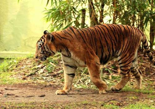 mysore zoo 500x500 1