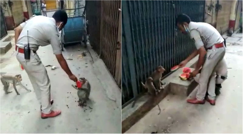 police monkey 1