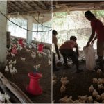 rmg chicken 1